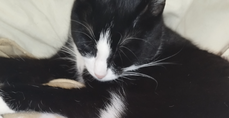 Operatie voor mijn kat