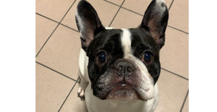 Help Marley terug naar huis ? ?