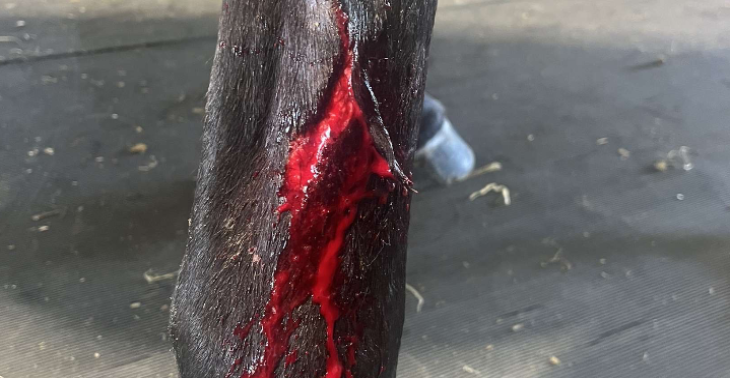 Help een paard voor het ek