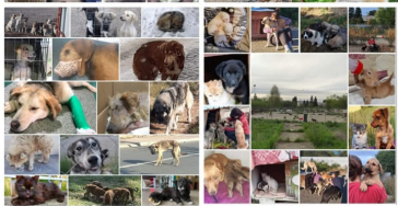 Pro Anima Rescuers 2025