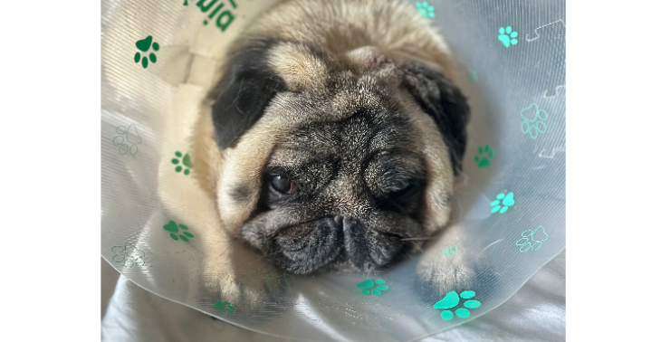Help mijn hond kanker overwinnen