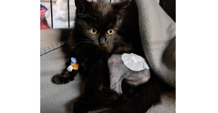 Help kitten Xena