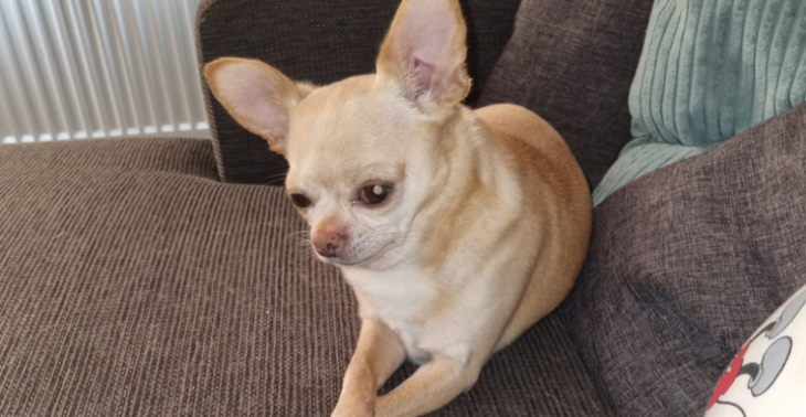 Help denger en zijn Baasje Daphne ?♥️