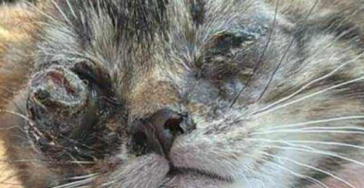 Nestje kittens met ernstige oogproblemen