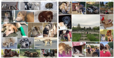 Support Pro Anima Rescuers