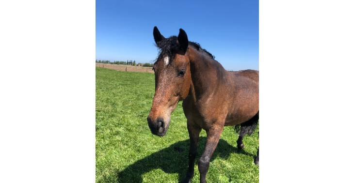 Help mij afscheid nemen van mijn beste vriend Vainqueur