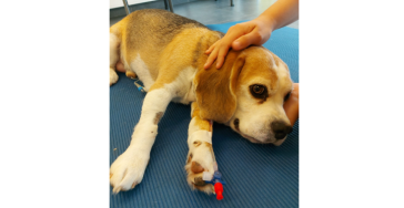 Help Rik, onze dappere Beagle terug op de pootjes ❤️ 🐾nekhernia