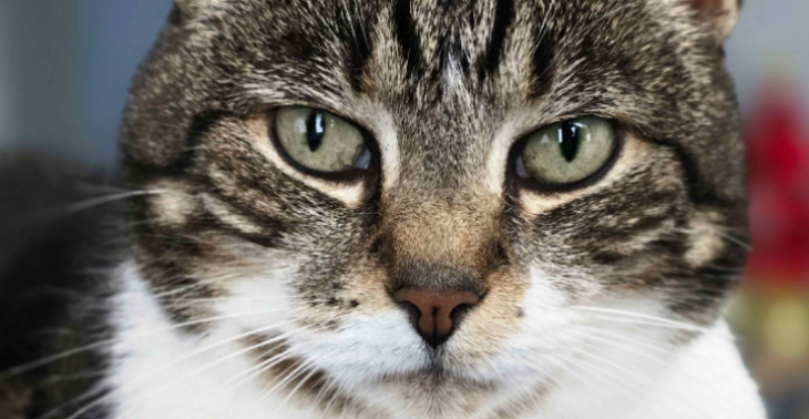 Quincy’s kans op pijnvrij eten