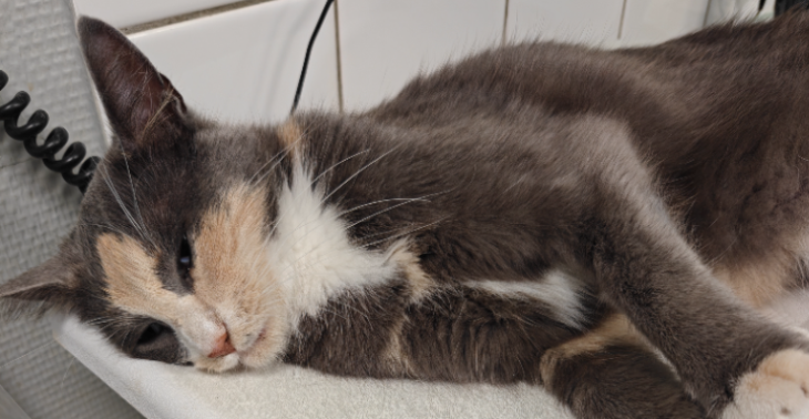 Help mijn kat herstellen na een zwaar ongeval 🙏🐱