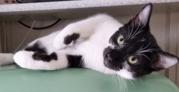Help onze lieve Dexter strijden tegen FIP