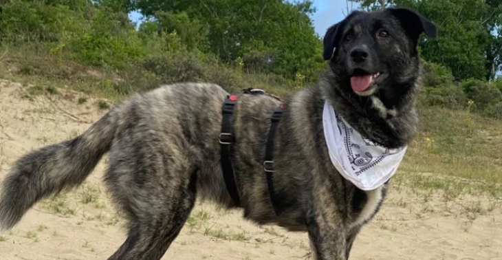 🐾 Help mijn lieve Roo weer pijnvrij lopen 🐾