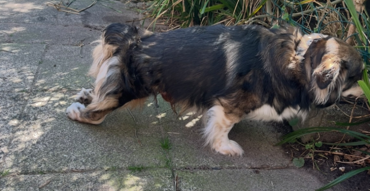 Help enzo weer op de pootjes