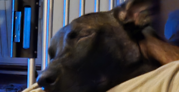 Help ranger aan een nieuwe heup