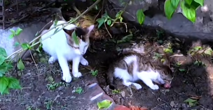 Red de katten en kittens van Lahore, Doneer om levens te redden