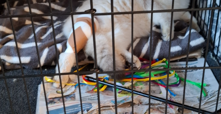 Help mijn kat geopereerd worden