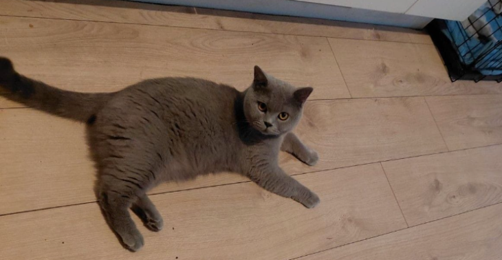 Help fendi met een operatie