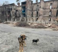 volontery zi slov’yanska opikuyutsya bezprytulnymy tvarynamy na deokupovanyh terytoriyah