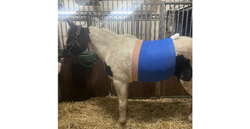 💙 Help Bluesky – Inzamelactie voor haar Levensreddende operatie