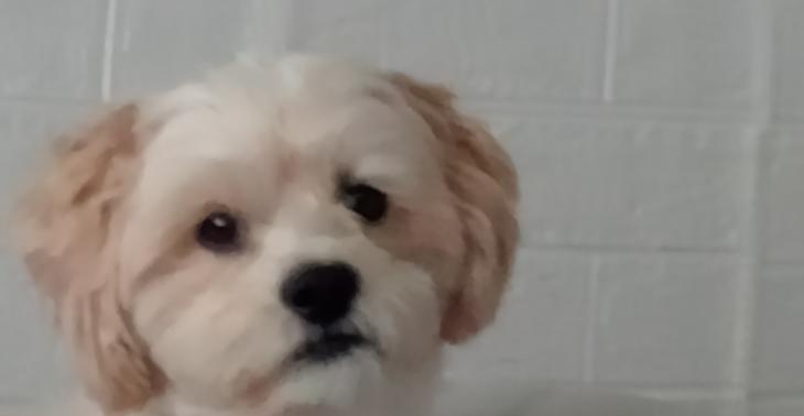 Nieuwe hondje pup boomertje