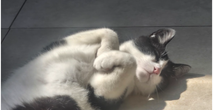 Help Oscar met zijn blaassteenoperatie