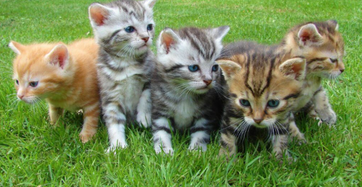 Steun vrijwilligers van opvangkatten