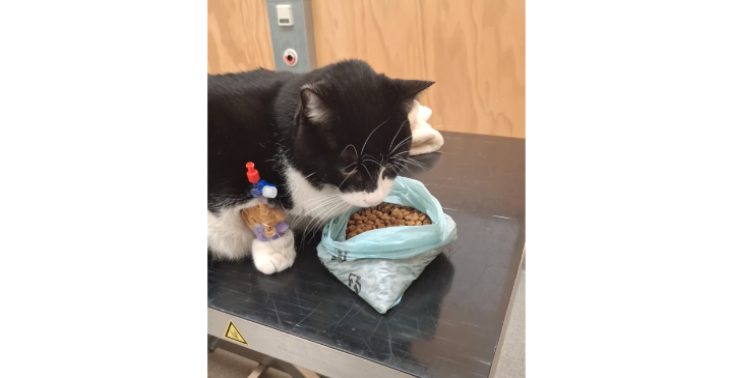 Help Dexter zijn baasje! Dierverzekeraar weigert uit te.betalen!!
