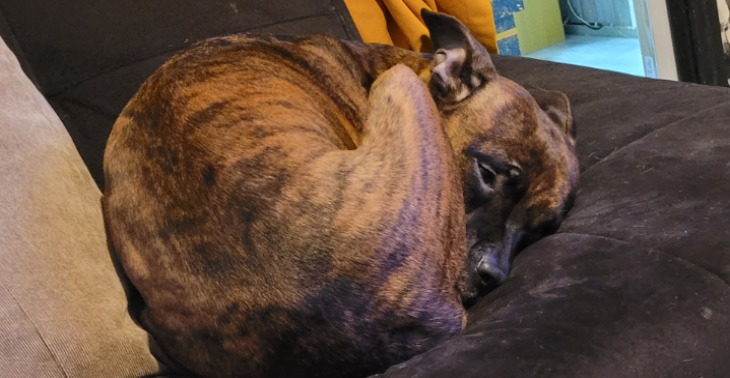 Help onze hondenkind