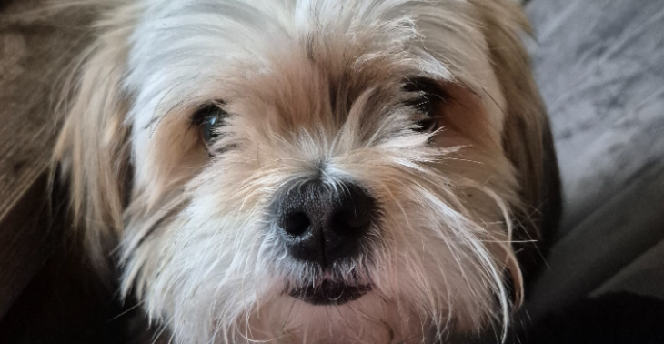 Me hond moet geopereerd worden aan een turmor