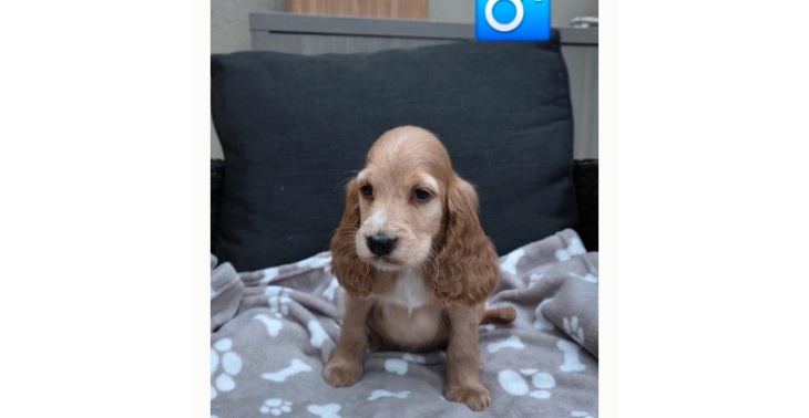 Aankoop puppy voor eenzame vrouw