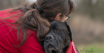 HELPT U ASIELHOND ZORA WEER PIJNVRIJ RENNEN EN SPELEN?