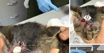 Help huisdieren in Oekraïne