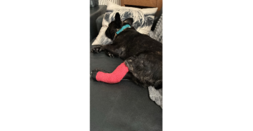 Help Moose weer zorgeloos op vier pootjes lopen 🐾