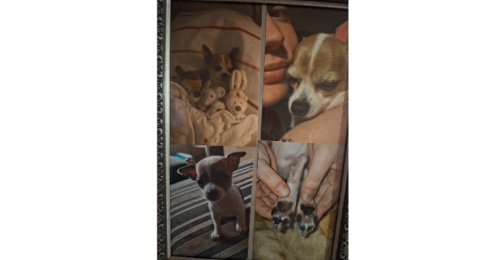 Nieuwe Chihuahua pup voor Dena!