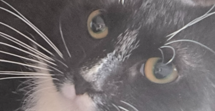 Help een pootje zodat ik terug kan spelen