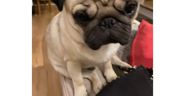 Hondje