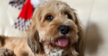 Help jij de vrolijke Odette weer op de been? 🐾