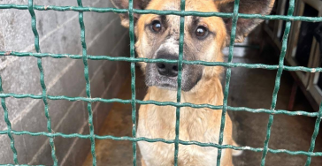 Help us help the many streetdogs in the balkan