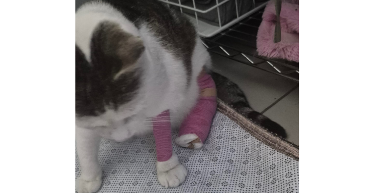 🐾 Help mijn 14-jarige kat Minou met zijn dringende operatie aub