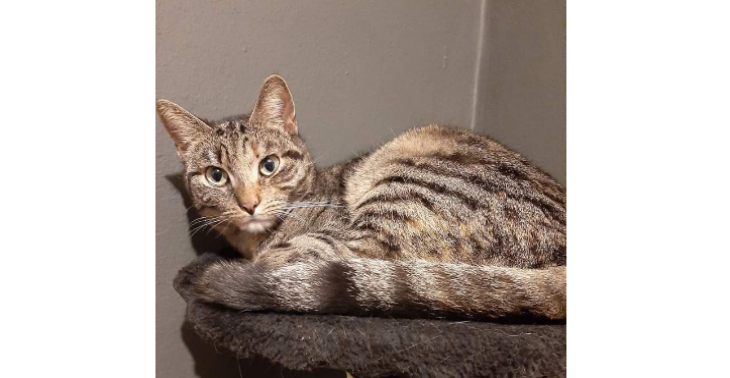 Help bella met haar operatie 