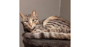 Help bella met haar operatie 