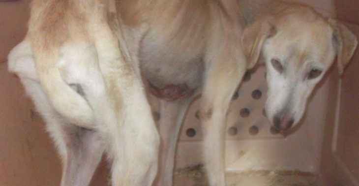 Actie voor de honden in Roemenië 