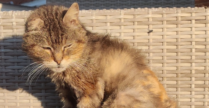 Samen voor een tweede kans ❤️🐱