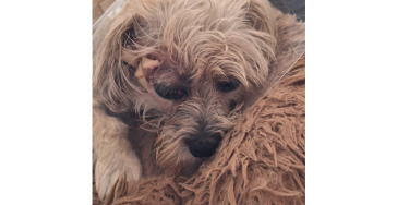 Help Indy weer een gezonde blije hond te worden 🐾