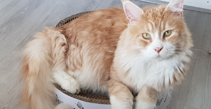 Tommie  maine coon