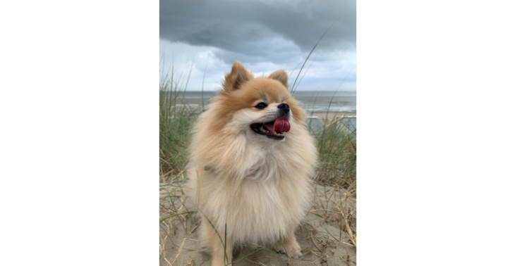 Help Kai terug naar de oude
