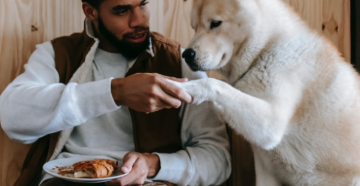 Asiel dieren café opstarten 