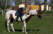 Paardenhulp