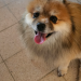 lieve vandepitte