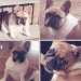 Diesel Franse bulldog