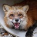 Arctic Fox